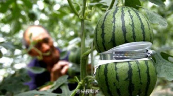 Semangka yang sedang dicetak/Shanghaiist.com