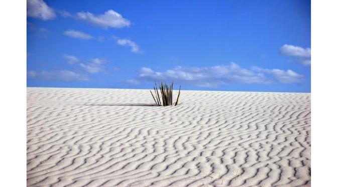Ketika bisa melihat gurun dipenuhi pasir cokelat, tetapi berbeda dengan di New Mexico, yang ada hanyalah gurun pasir putih.