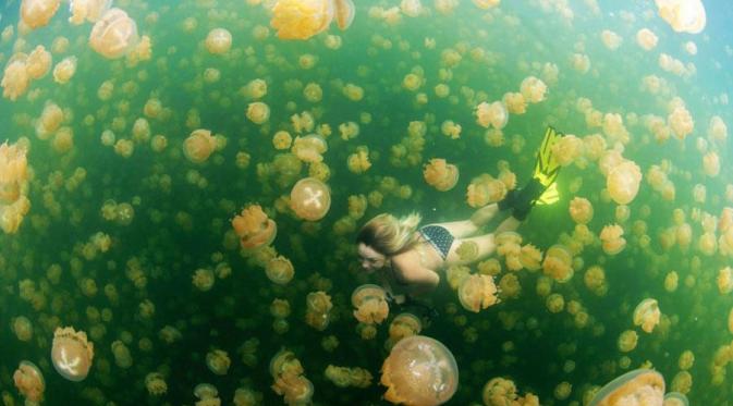 Pulau Kakaban (Via: indonesia.tripcanvas.co)