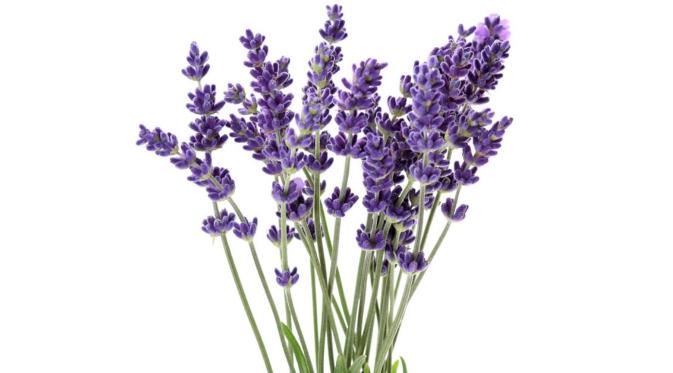 Lavender | via: earthskinfoods.com