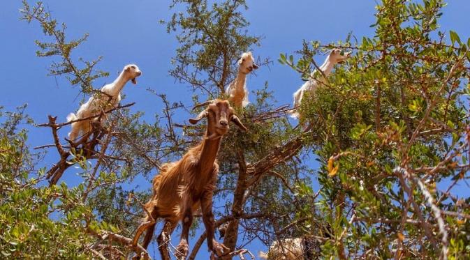 Buah dari pohon Argan yang tumbuh ratusan tahun menjadi sumber makanan mereka