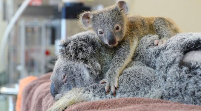 Foto: Australia Hospital Wildlife Zoo