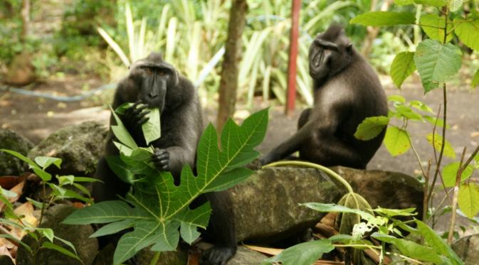 Monyet hitam, fauna khas Sulawesi Utara. | via: indonesia,travel
