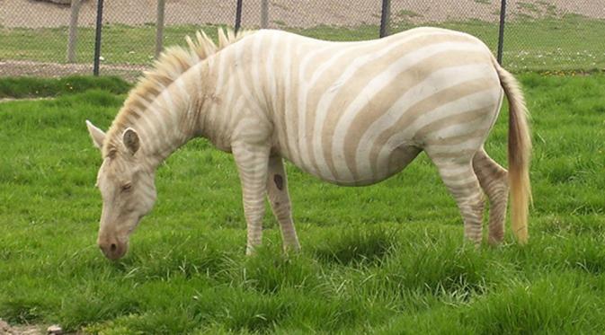 Zebra (Via: oddee.com)