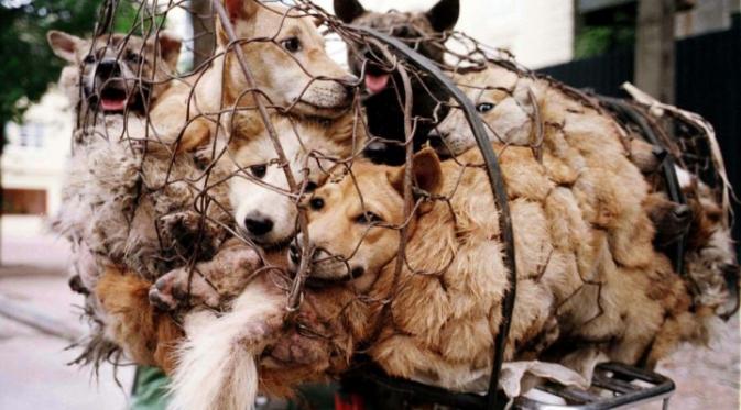 Video cuplikan Festival Yulin menjadi bukti kekejaman manusia yang harus segera dihentikan!