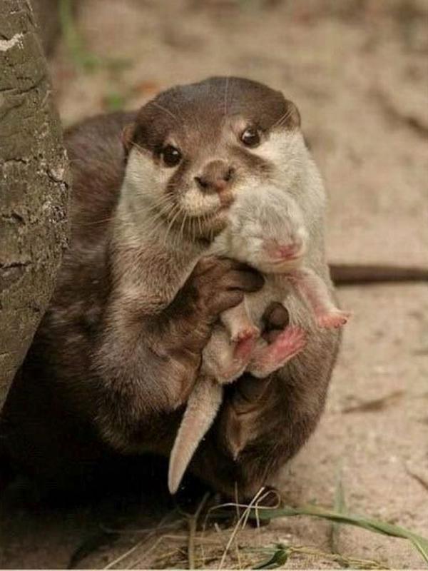 Foto-foto ini menunjukkan hewan jauh lebih manusiawi merawat sang buah hati | Via: fizzyenergy.com