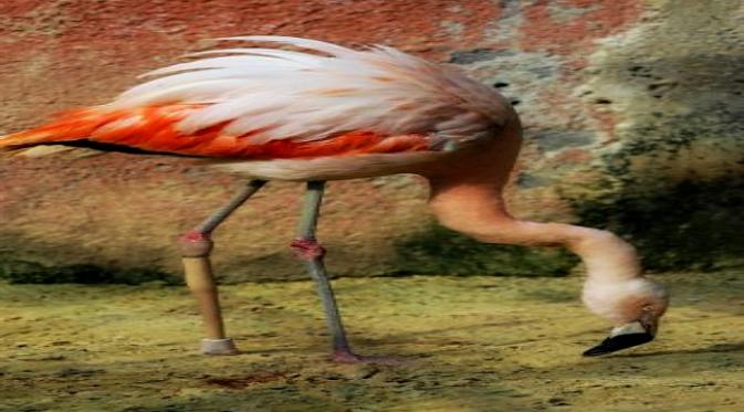 Flamingo berdiri dengan kaki palsu
