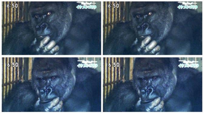 Gorila bernama Shabani yang disebut 'ganteng'. (Daily Mail)
