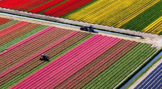 Tulip Fields in The Spring, Belanda