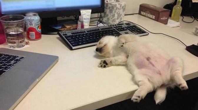 Tidur di depan laptop (Via: 9gag.com)