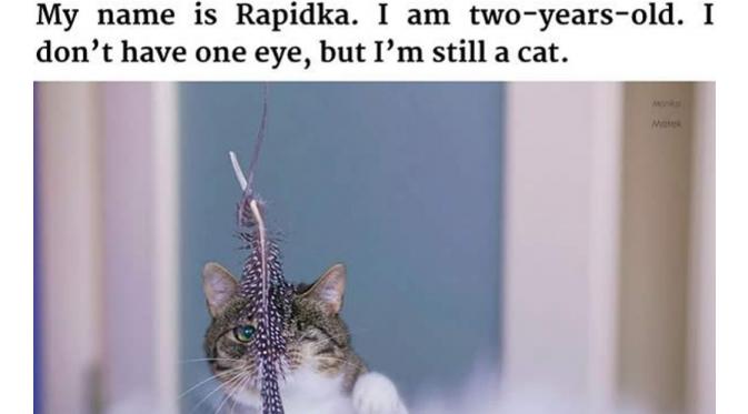 Rapidka (Via: 9gag.com)