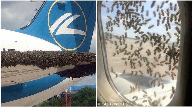 Pesawat di Rusia yang diserbu kawanan lebah. (East2West/Daily Mail)