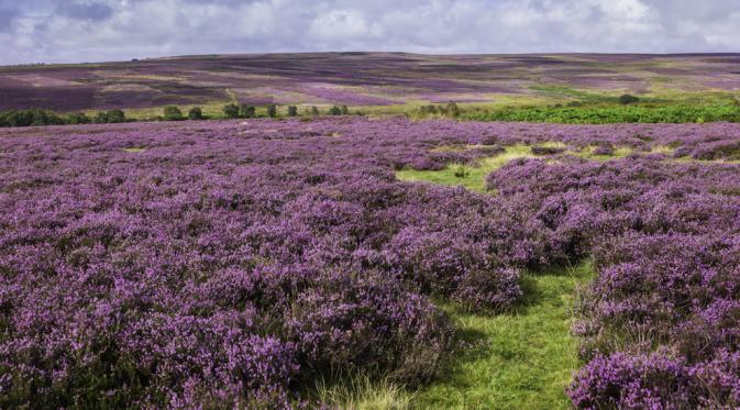 The North York Moors (Via: shutterstock.com)