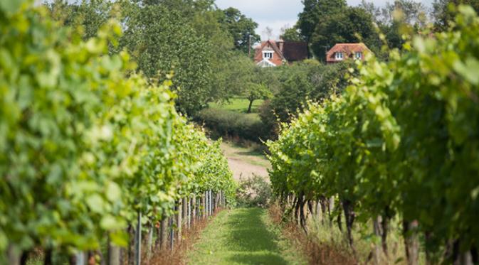 Chapel Down, Kent. | via: buzzfeed.com