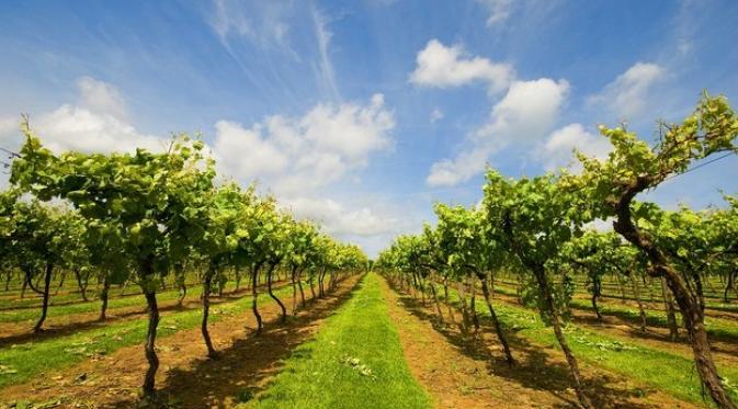 Biddenden Vineyard, Kent. | via: buzzfeed.com