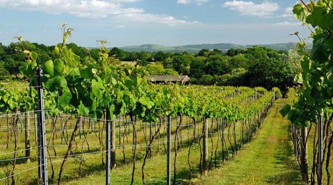 Bolney Wine Estate, West Sussex. | via: buzzfeed.com