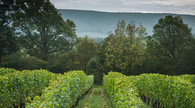 Ridgeview, East Sussex. | via: buzzfeed.com