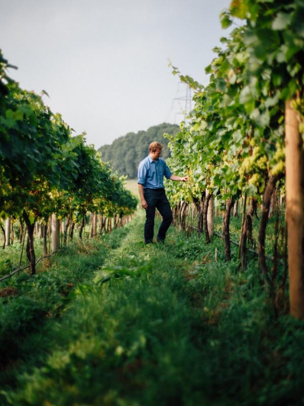 Castle Brook Vineyard, Herefordshire. | via: buzzfeed.com