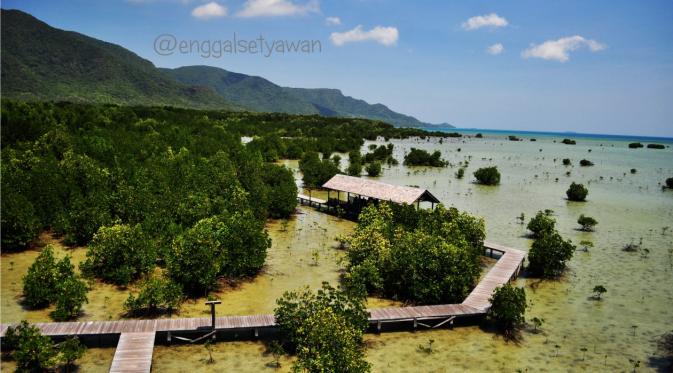 Hutan Mangrove. | via: karimundieng.com