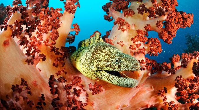 Foto belut Moray raksasa oleh Brian Skerry via National Geographic.