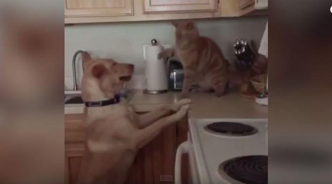 Bisa naik ke atas meja kalau berantem sama anjing (Via: youtube.com)