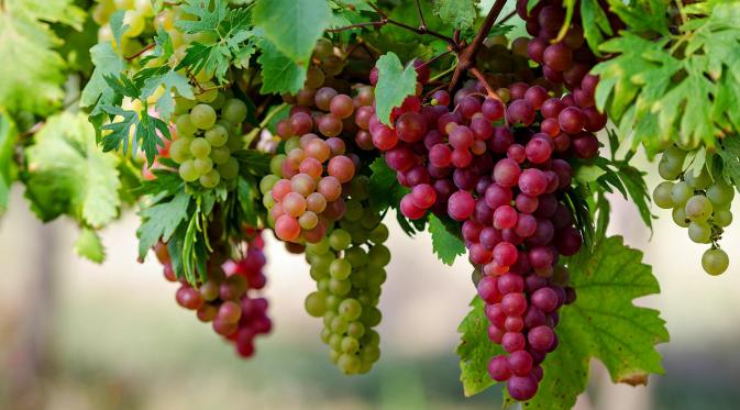 Dalam study jurnal sciene mengungkapkan kandungan resveratrol dalam buah anggur mengaktifkan protein yang mempromosikan kesehatan, umur panjang dan anti penuaan. (Istimewa)