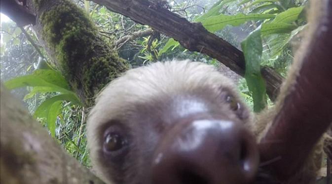 Kera lakukan selfie di kebun binatang Nikaragua