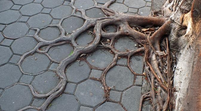 Akar Pohon Ini Memperlihatkan Keajaiban Alam yang Sesungguhnya. | via: http: freeyork.org