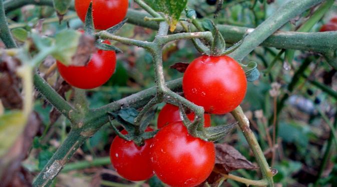 Cherry Tomato (commons.wikimedia.org)