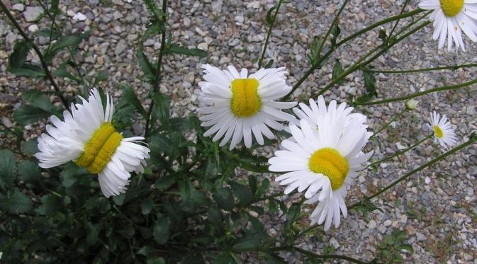 Bunga mutan ini jadi salah satu fenomena yang 'terlahir' karena bencana nuklir di Fukushima.