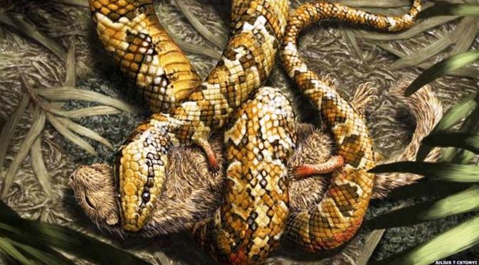 Ilustrasi Tetrapodophis amplectus, ular berkaki 4 (BBC)
