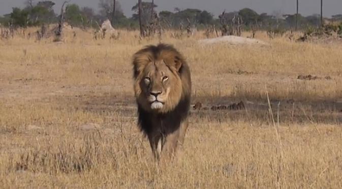 5 Alasan Kenapa Cecil Si Singa Nggak Seharusnya Dibunuh. | via: theguardian.com