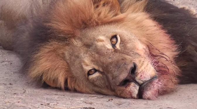 5 Alasan Kenapa Cecil Si Singa Nggak Seharusnya Dibunuh. | via: mashable.com