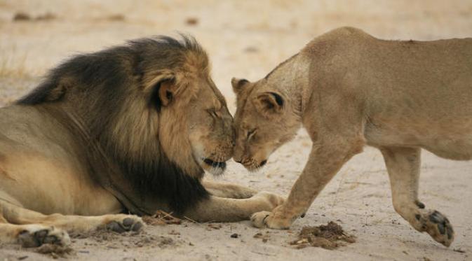 5 Alasan Kenapa Cecil Si Singa Nggak Seharusnya Dibunuh. | via: cbsnews.com
