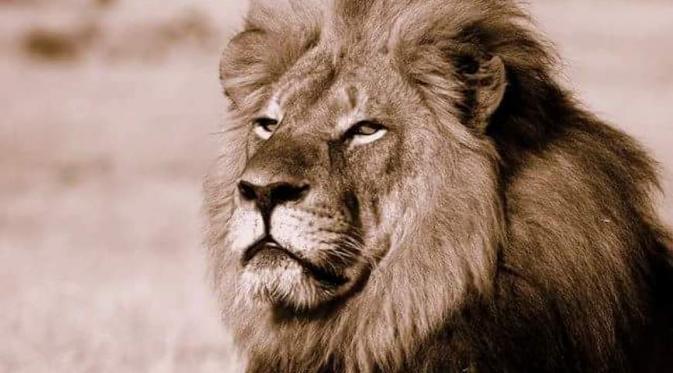 5 Alasan Kenapa Cecil Si Singa Nggak Seharusnya Dibunuh. | via: grindtv.com