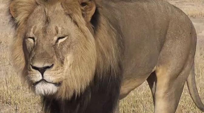 5 Alasan Kenapa Cecil Si Singa Nggak Seharusnya Dibunuh. | via: mirror.co.uk