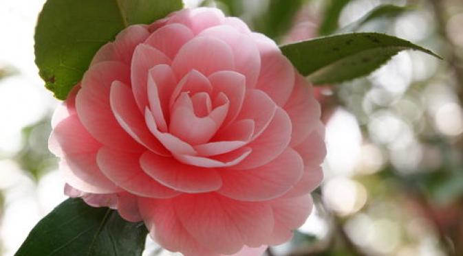 Camellia. | via: imgfave.com