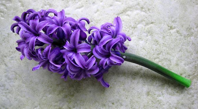 Purple Hyacinth. | via: tumblr.com