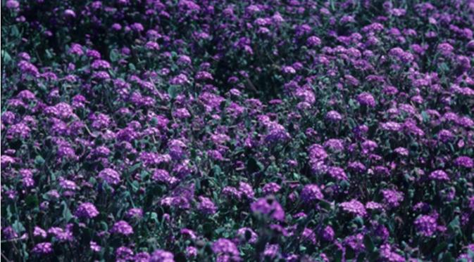 Verbena. | via: tumblr.com