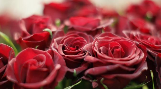 Selain sebagai simbol cinta ternyata Bunga Mawar memiliki khasiat mistis. Menanam Bunga Mawar di depan rumah diyakini mampu menangkal santet. (Reuters)