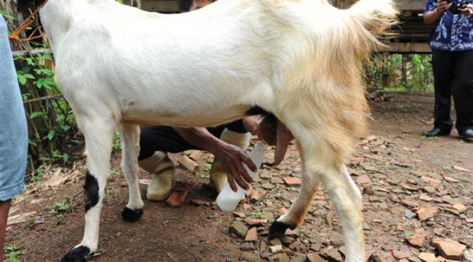 Sterilisasi susu kambing bertenaga ozon. | via: iberita.com