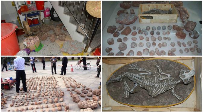 Potret fosil terlur dan kerangka dinosaurus yang dicuri warga di China. (Shanghaiist)