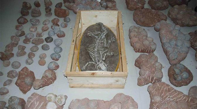 Potret fosil terlur dan kerangka dinosaurus yang dicuri warga di China. (Shanghaiist)