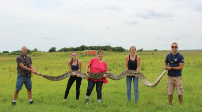 butuh lima orang dewasa untuk untuk mengangkat ular raksasa itu.