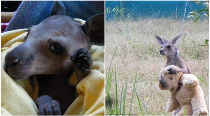 Pose menggemaskan kanguru dengan boneka beruang. (Daily Mail)