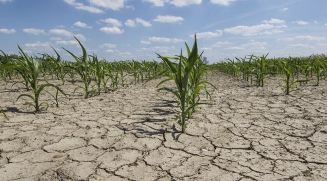 El Nino mempengaruhi produksi padi (Reuters)