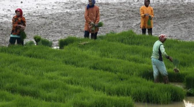 El Nino berdampak pada penurunan produksi padi (Reuters)