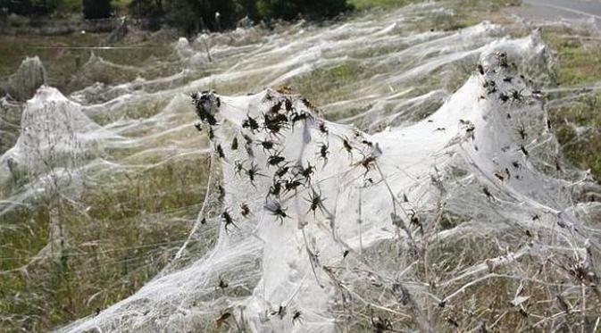 Fenomena 'rambut malaikat' atau sarang laba-laba di Australia. (Newscorp Australia)