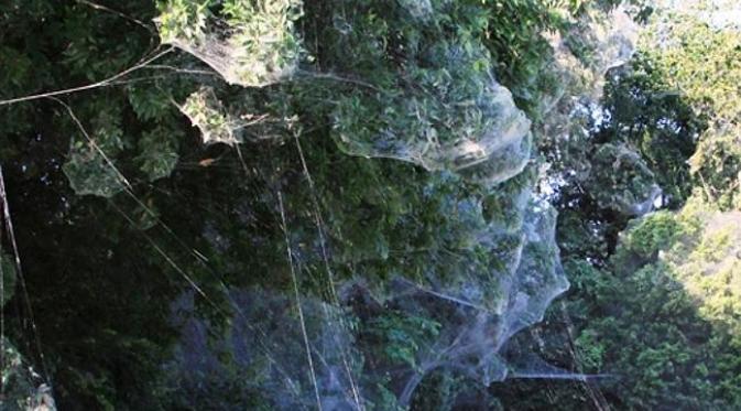 Fenomena 'rambut malaikat' atau sarang laba-laba di Dallas Rowlett,Texas, AS. (Mike Merchant/Texas A & M AgriLife Extension Service)