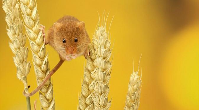Pose menggemaskan tikus mungil 'harvest mouse'. (Daily Mail)
